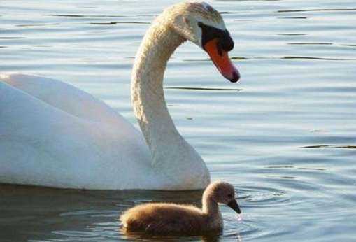 عكسهاي فوق العاده زيبا از غوها