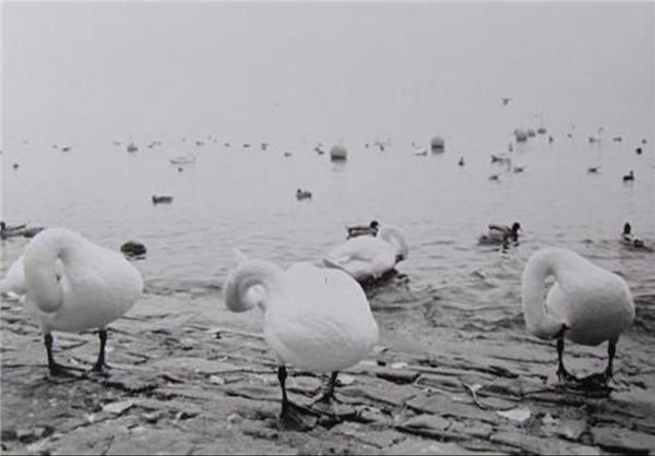 عكسهاي فوق العاده زيبا از غوها