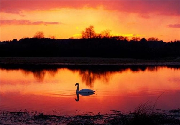 عكسهاي فوق العاده زيبا از غوها