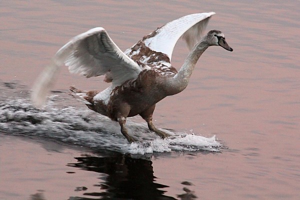 عكسهاي فوق العاده زيبا از غوها