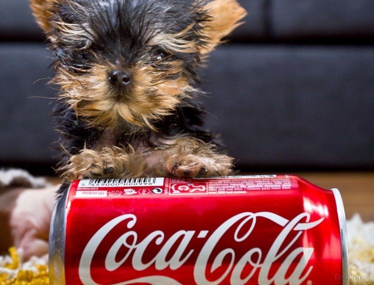 عکس از کوچکترین سگ جهان