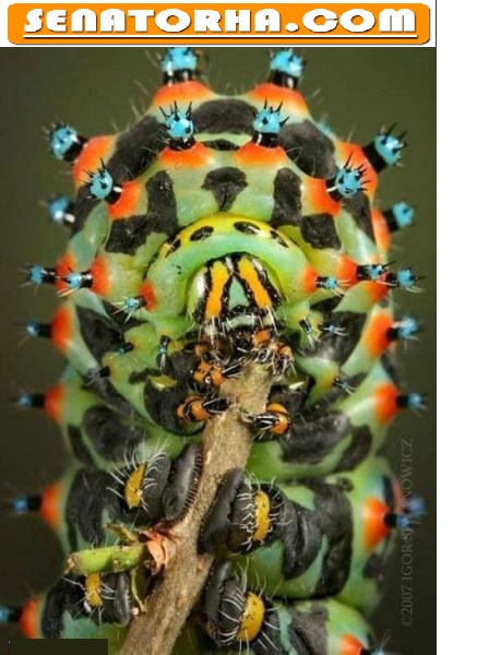عکس های جالب انگیز از حشرات