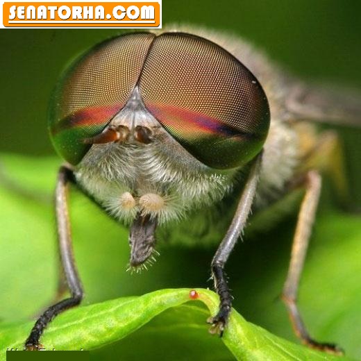 عکس های جالب انگیز از حشرات