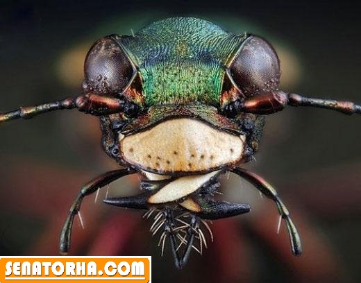 عکس های جالب انگیز از حشرات