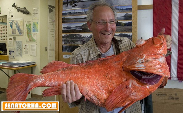پیرترین ماهی صیدشده دنیا