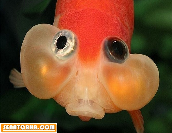 ماهی چشم حبابی