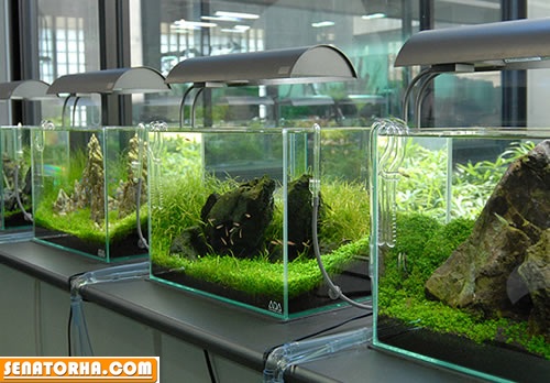 آکواریوم ،ویواریوم ، تراریوم ، پالداریوم ، فارم اکواریوم و انسکتاریوم