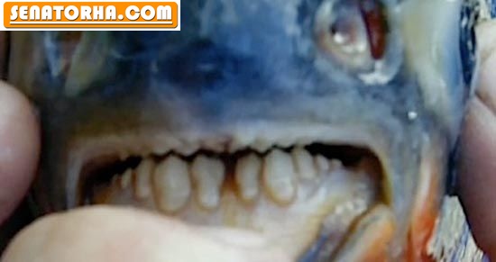 وحشت مردم از این ماهی با دندانهایی شبیه انسان