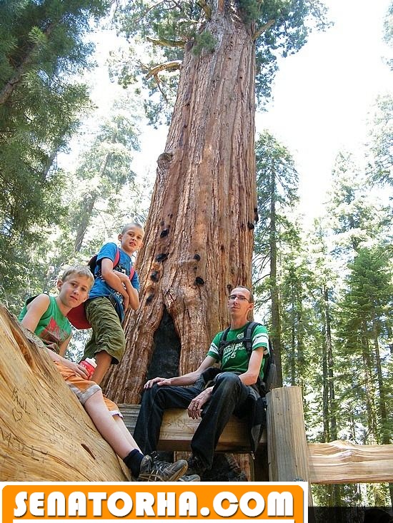 مسن ترین و قدیمی ترین درخت دنیا
