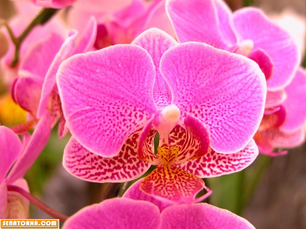 ارکیده زیبا