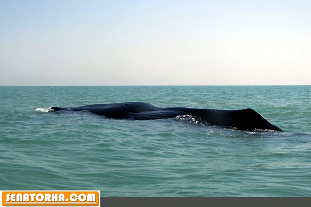 تلف شدن نهنگ 30تنی در جاسک