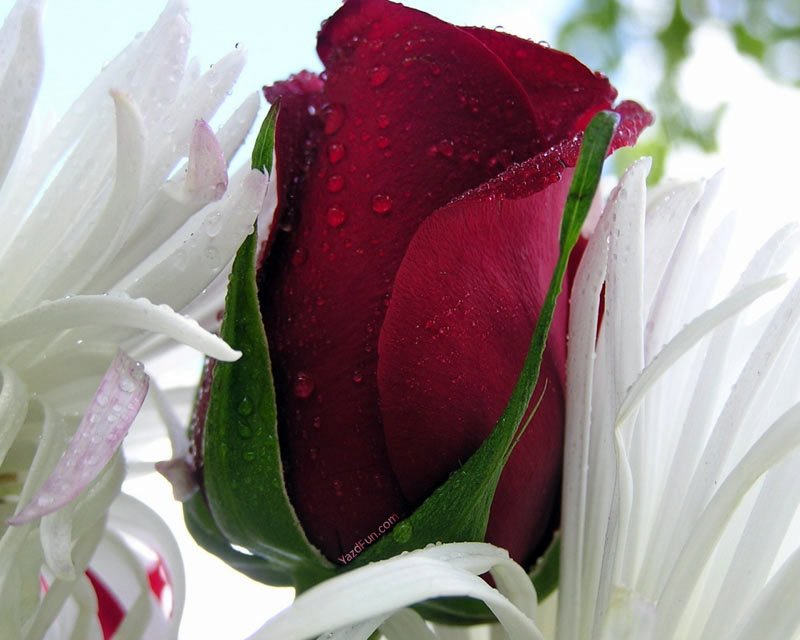 تصاویر گل های فوق العاده زیبا تقدیم به عاشقان وب سايت سناتورها