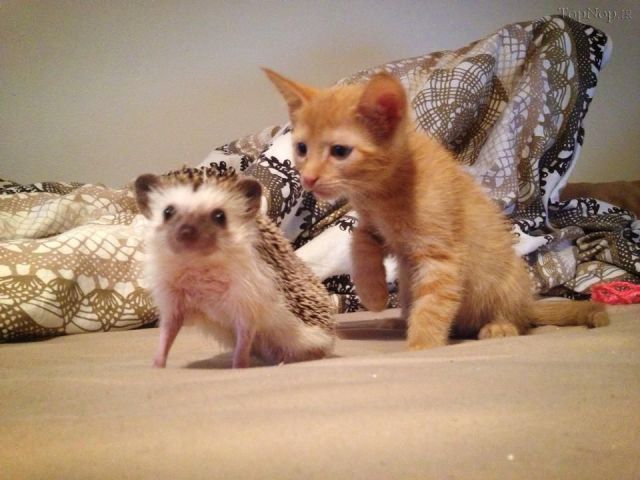 عکس های جالب و دیدنی از حیوانات