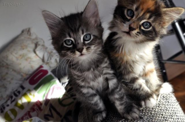 عکس های جالب و دیدنی از حیوانات