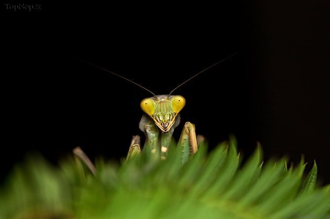 عکس های ماکرو فوق العاده زیبا