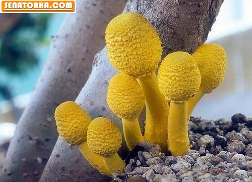 زیباترین قارچ های دنیا