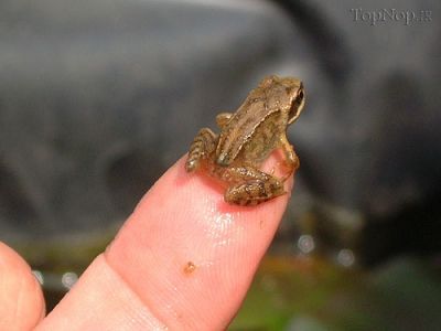 موجودات كوچولو و دوست داشتني