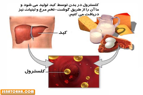 نقش کلسترول بر رشد عضلانی