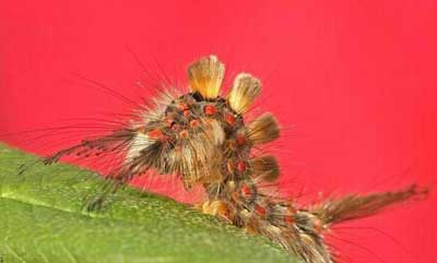 تصاویری از حشرات زیبا و خارق العاده