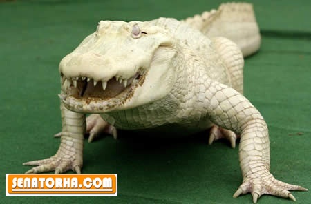 جالب‌ترین حیوانات سفید دنیا