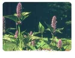 خواص گل زوفا