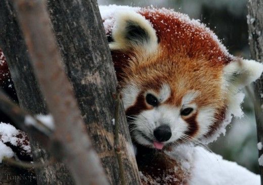 پاندای قرمز حیوانی کمیاب اما زیبا