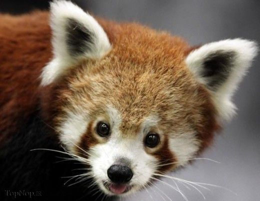 پاندای قرمز حیوانی کمیاب اما زیبا