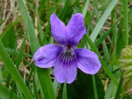 گیاه بنفشه معطر