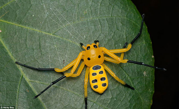 عنکبوت های عجیب در سنگاپور+عكس