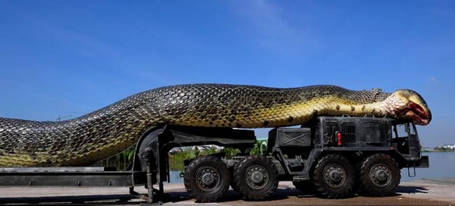 ماجرای شایعه ی کشف مـار غول پیکر در کرج! +عکس