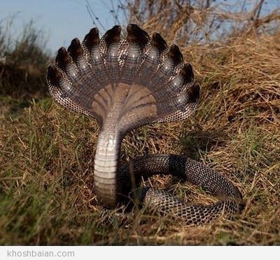 عکس های شگفت انگیز و دیدنی از مارهای ۲سر،۵سرو۱۰سر در هند