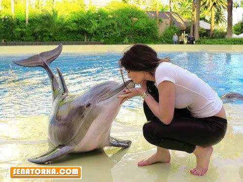 دلفین ها می توانند جنین زنان باردار را ببینند