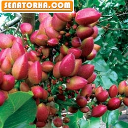 درخت پسته