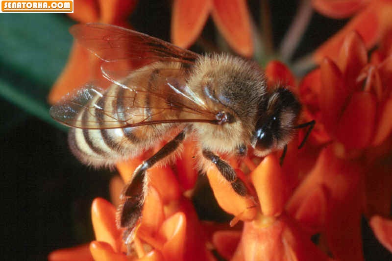 چرا زنبورها پس از نیش زدن می میرند ؟