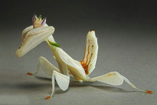 عکسي از زيباترين حشره جهان