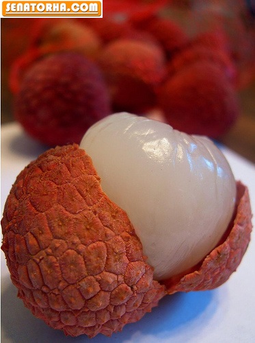 میوه های استوایی