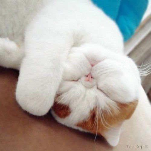 عکس گربه cats