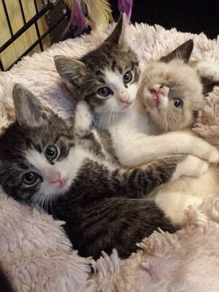 گربه تک چشم گربه تک چشم