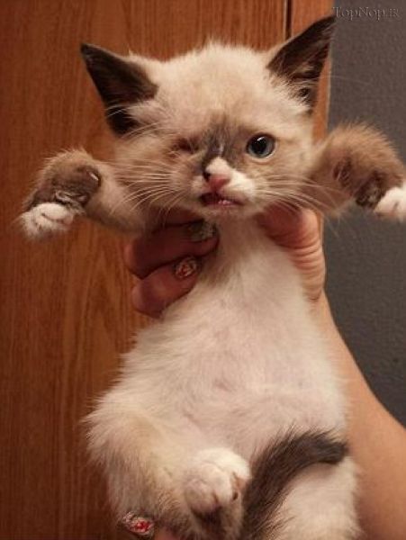 گربه تک چشم