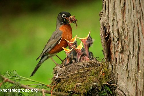 گلچینی از بهترین عکسها از زیباترین پرندگان جهان ♥ گلچینی از بهترین عکسها از زیباترین پرندگان جهان ♥