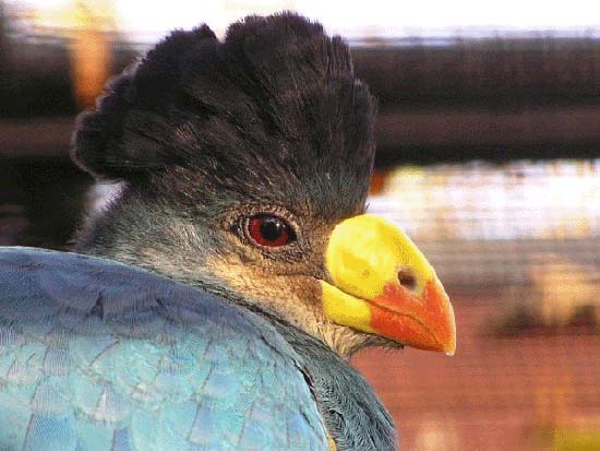 گلچینی از بهترین عکسها از زیباترین پرندگان جهان ♥ گلچینی از بهترین عکسها از زیباترین پرندگان جهان ♥