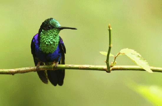 گلچینی از بهترین عکسها از زیباترین پرندگان جهان ♥ گلچینی از بهترین عکسها از زیباترین پرندگان جهان ♥