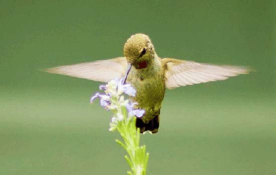 گلچینی از بهترین عکسها از زیباترین پرندگان جهان ♥ گلچینی از بهترین عکسها از زیباترین پرندگان جهان ♥