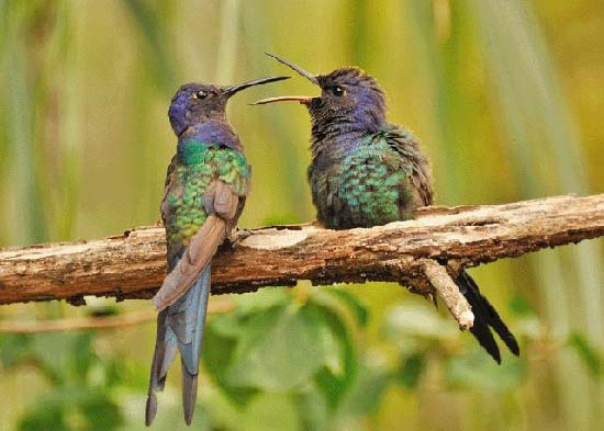 گلچینی از بهترین عکسها از زیباترین پرندگان جهان ♥ گلچینی از بهترین عکسها از زیباترین پرندگان جهان ♥