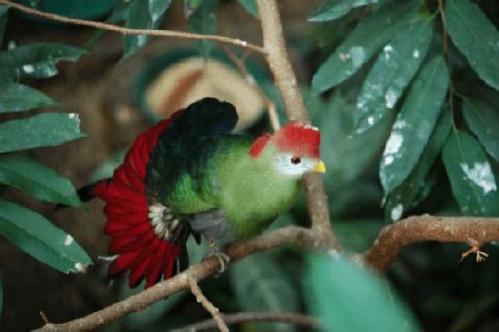 گلچینی از بهترین عکسها از زیباترین پرندگان جهان ♥ گلچینی از بهترین عکسها از زیباترین پرندگان جهان ♥