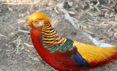 گلچینی از بهترین عکسها از زیباترین پرندگان جهان ♥ گلچینی از بهترین عکسها از زیباترین پرندگان جهان ♥