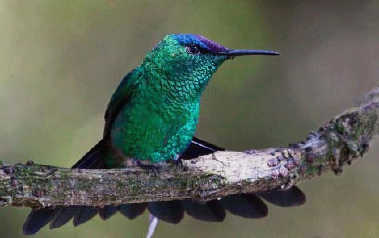 گلچینی از بهترین عکسها از زیباترین پرندگان جهان ♥ گلچینی از بهترین عکسها از زیباترین پرندگان جهان ♥