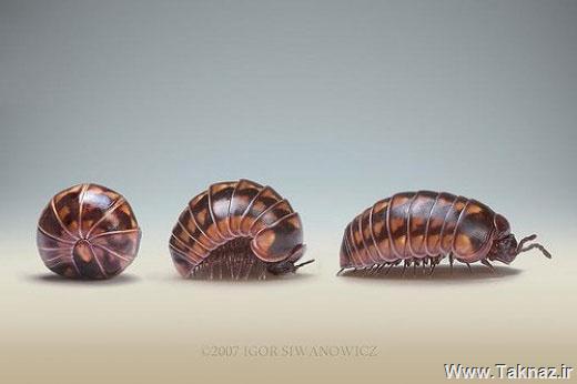 عکسهای زیبا و تعجب برانگیز حشرات