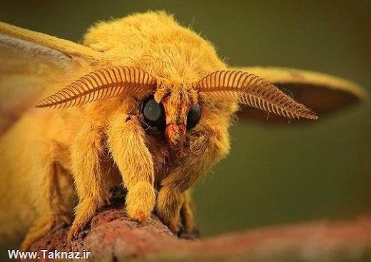 عکسهای زیبا و تعجب برانگیز حشرات
