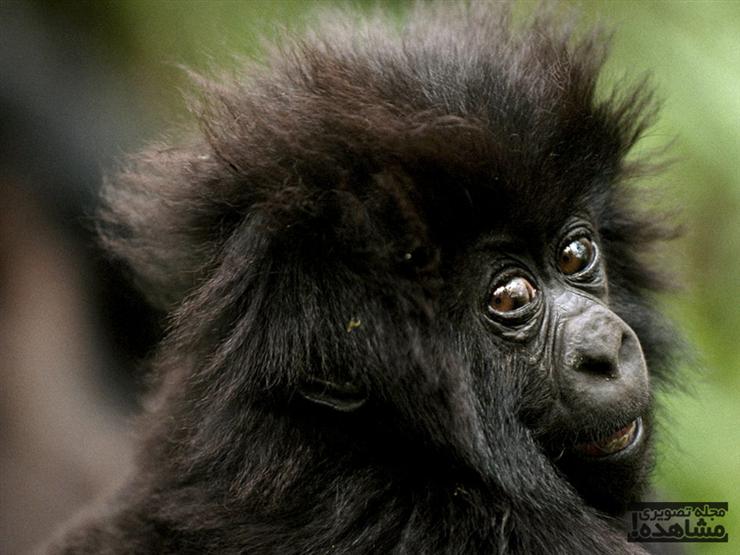 عکس های گوریل ویرونگا ♥